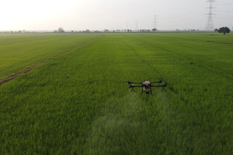 Agricultural drone flying over a green padi field in Malaysia