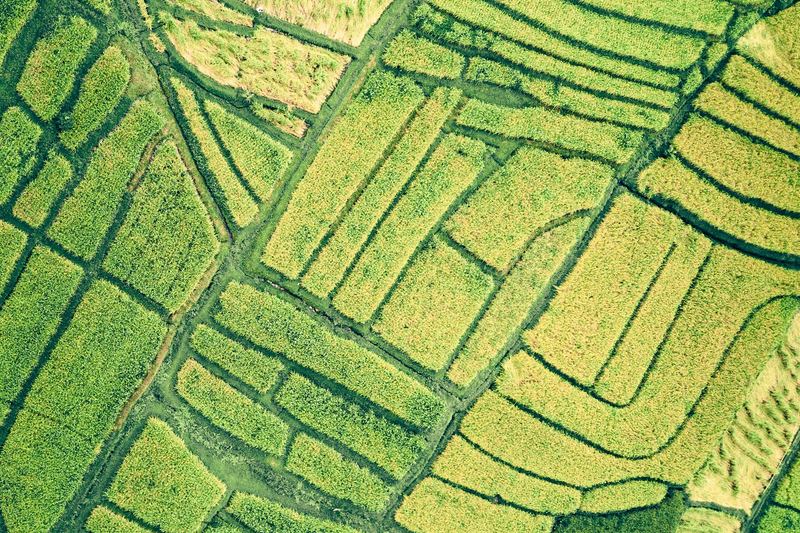 Pandangan dari atas petak sawah yang bertakung air dan yang sudah ditanam