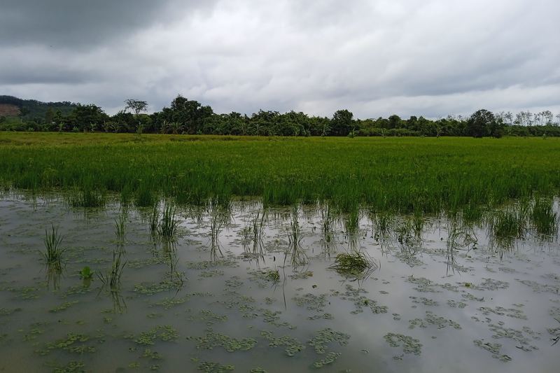 Sawah padi bertakung air dengan anak padi di Kampung Baru, Pendang, Kedah